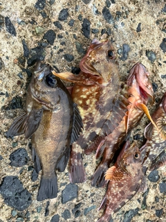 メバルの釣果