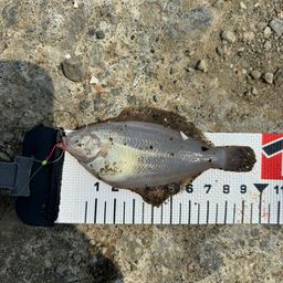 クロガシラガレイ