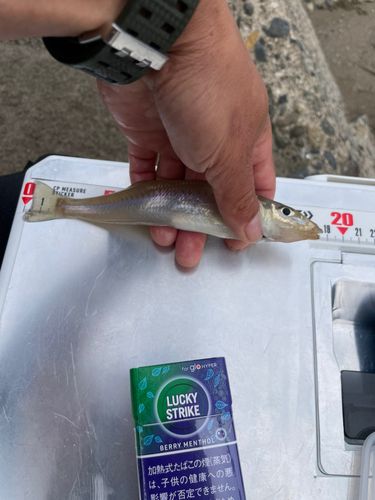 キスの釣果