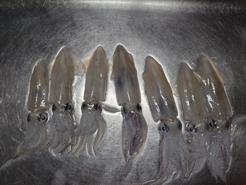 マメイカの釣果