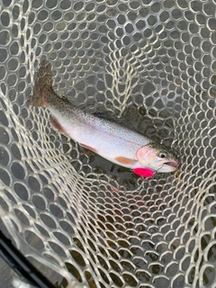 ニジマスの釣果