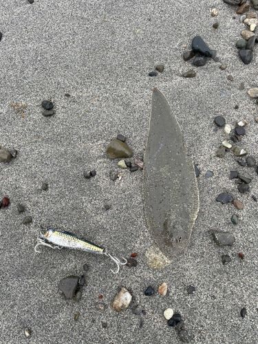 シタビラメの釣果