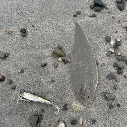 シタビラメ