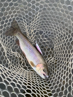 ニジマスの釣果