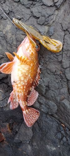 カサゴの釣果