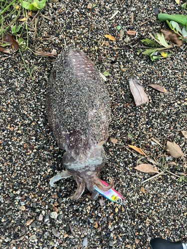 コウイカの釣果