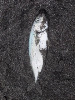 ワカシの釣果