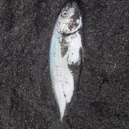 ワカシ