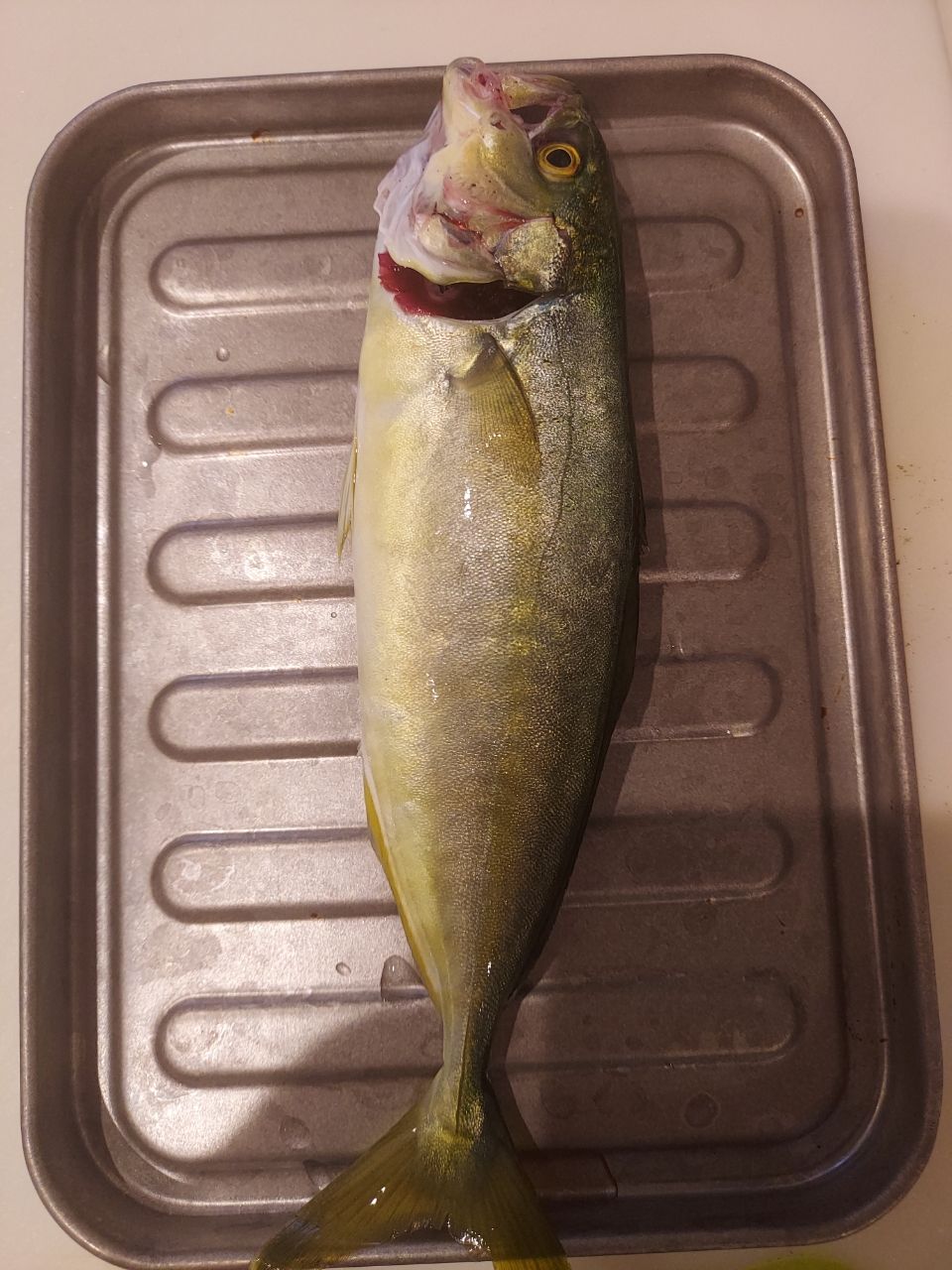 ワカシ
