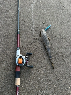 コチの釣果