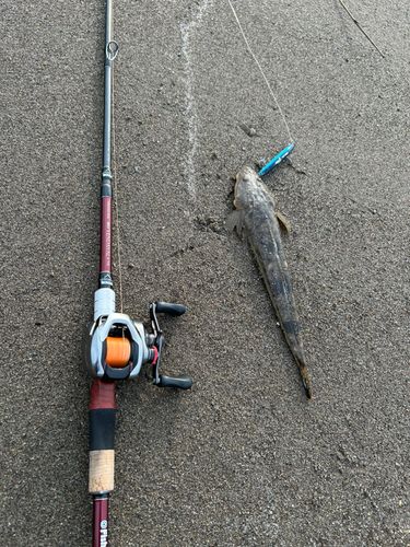コチの釣果