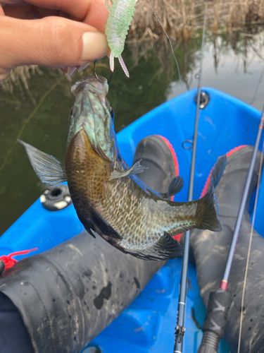ブルーギルの釣果