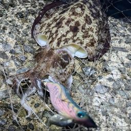 モンゴウイカ