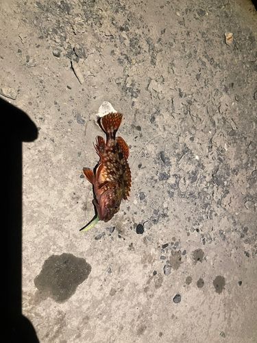 カサゴの釣果
