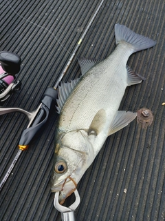 ヒラスズキの釣果