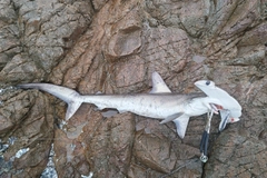 シュモクザメの釣果