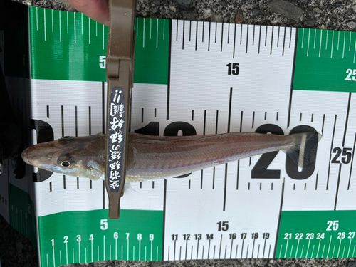 シロギスの釣果