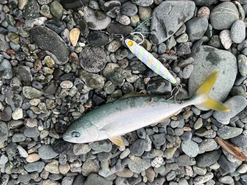 ワカシの釣果