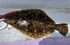 ソゲの釣果