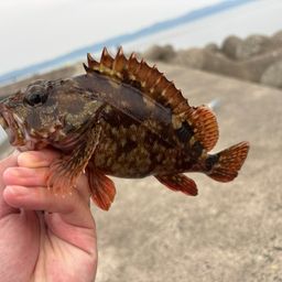 カサゴ