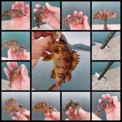 メバルの釣果