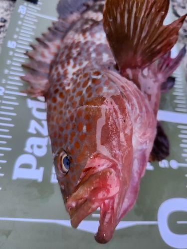 キジハタの釣果