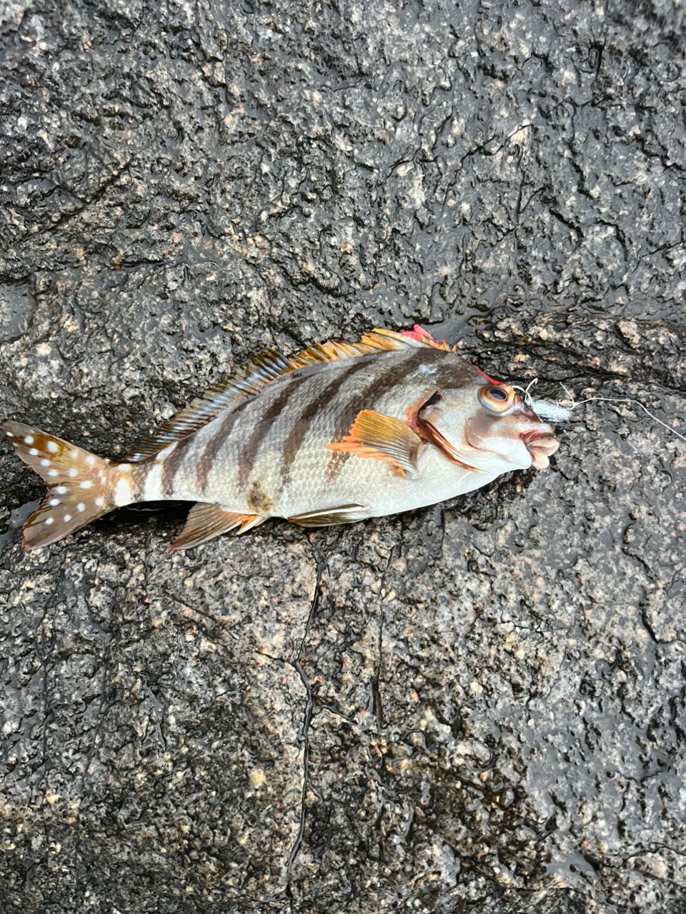 タカノハダイ
