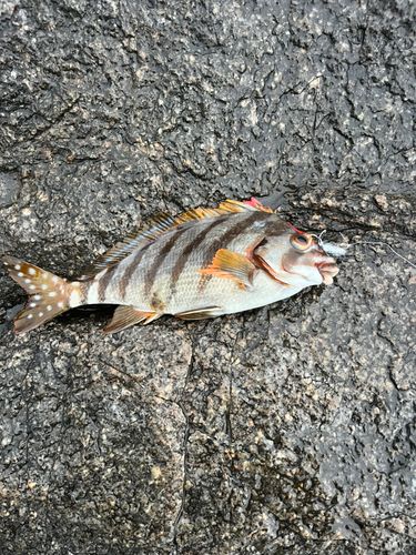 タカノハダイの釣果