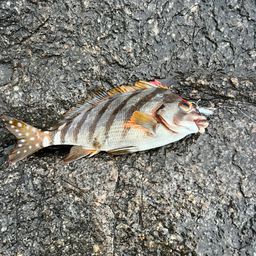 タカノハダイ