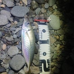 アジ