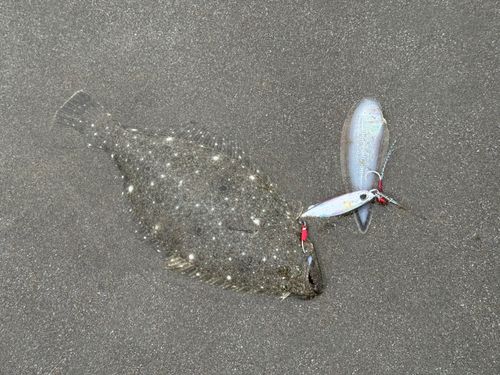 ソゲの釣果