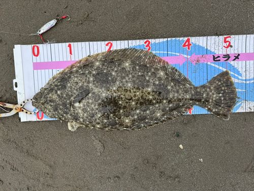 ヒラメの釣果