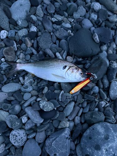 コノシロの釣果
