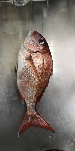 タイ
