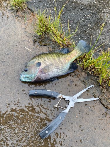 ブルーギルの釣果