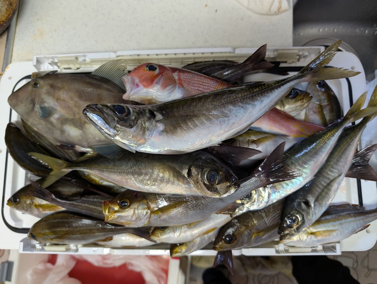 にゃぎだもさんの釣果 3枚目の画像