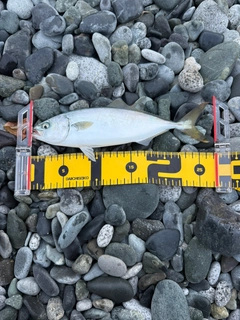 ワカシの釣果