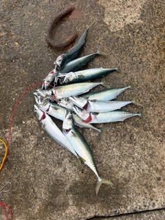 サバの釣果