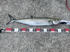 サワラの釣果