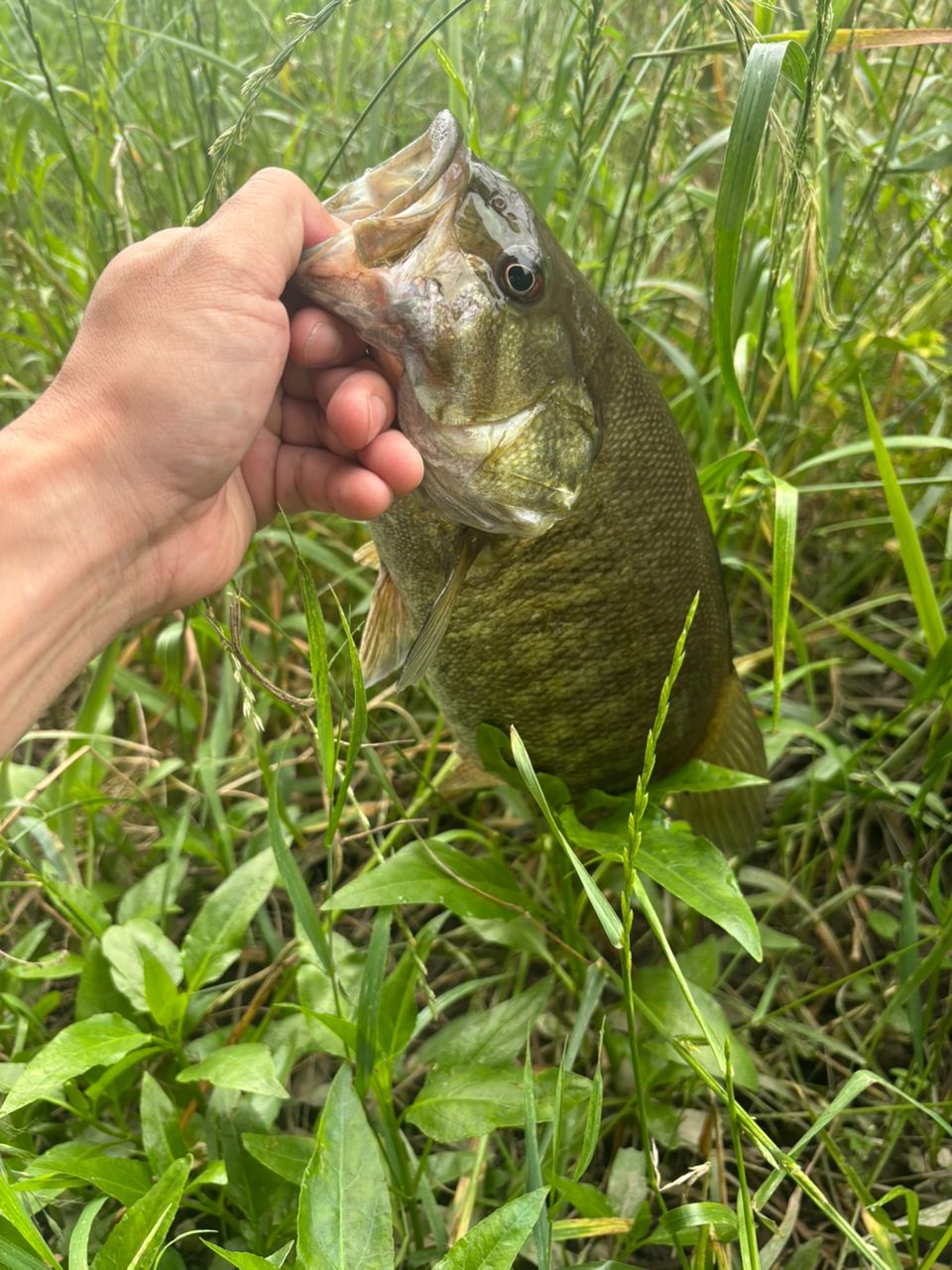 スモールマウスバス