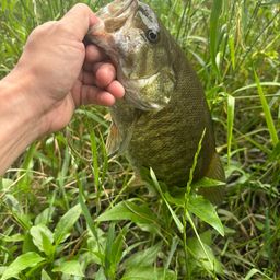 スモールマウスバス