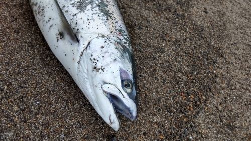 サクラマスの釣果
