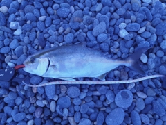 シオの釣果