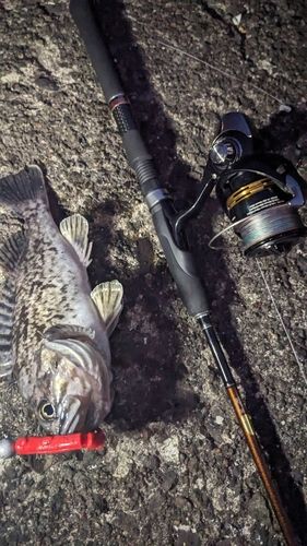 ソイの釣果