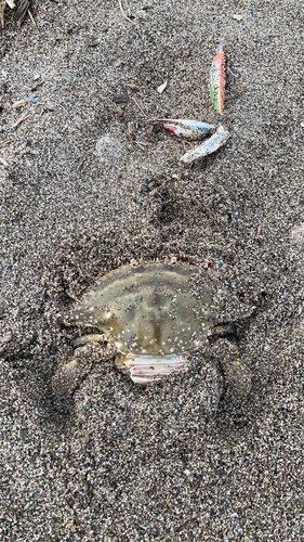 タイワンガザミの釣果
