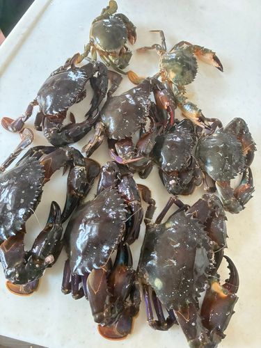 イシガニの釣果