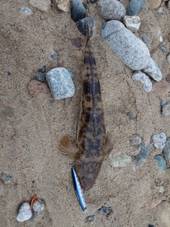 マゴチの釣果