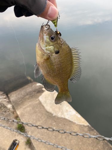 ブルーギルの釣果