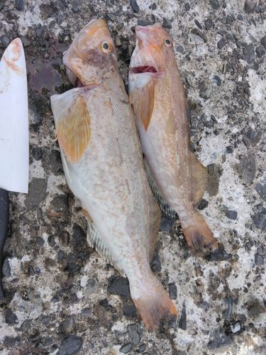 アイナメの釣果