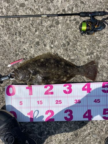 ヒラメの釣果